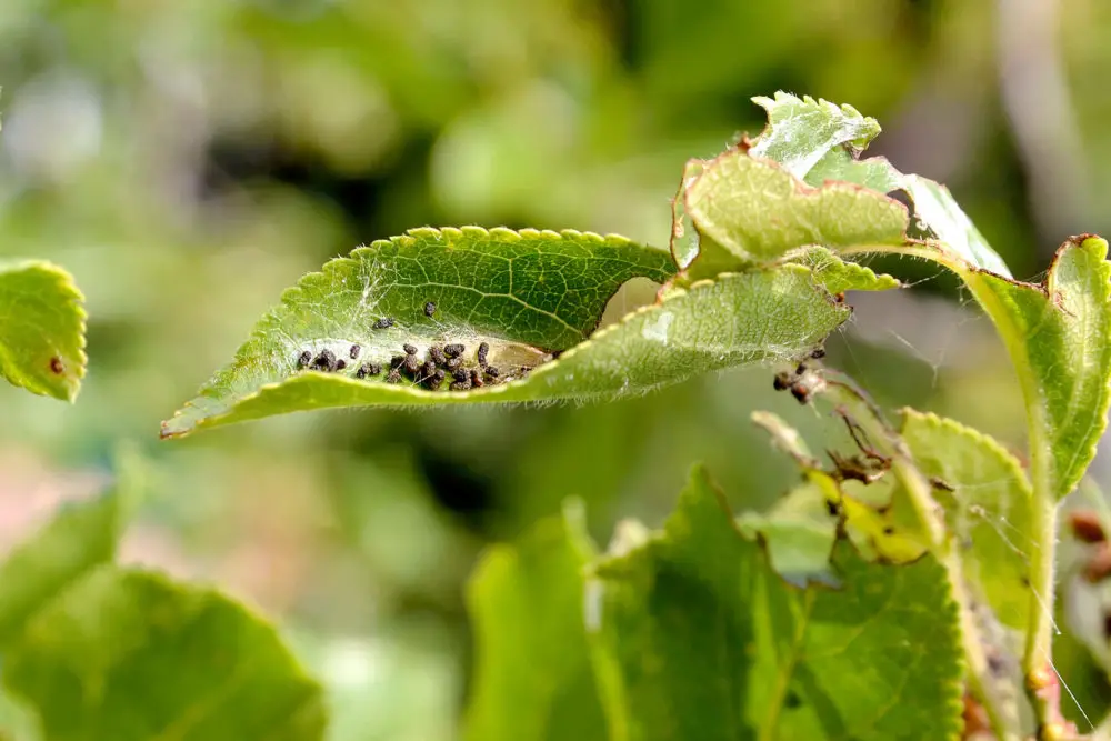 Biological Control of Pests Overview Examples Pros-Cons