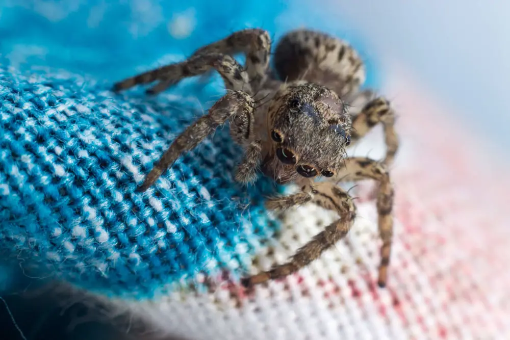 Can a Spider Infestation Happen During the Winter?
