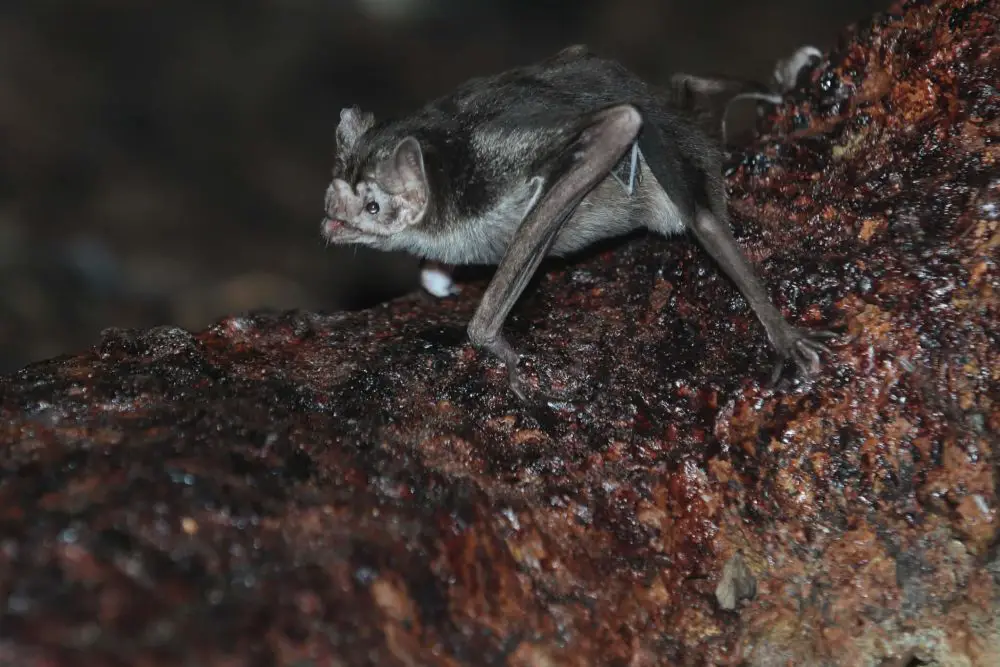 Can Bats Stand Walk or Crawl?
