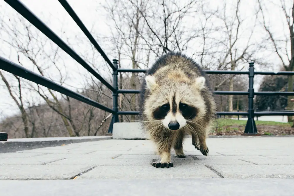 Can Raccoons Become Domesticated in the Future?
