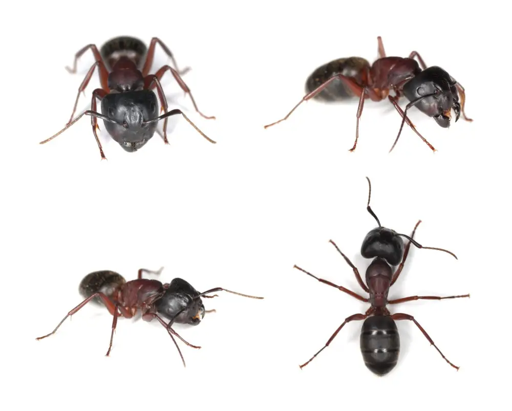 Carpenter Ants are Woodboring Insects