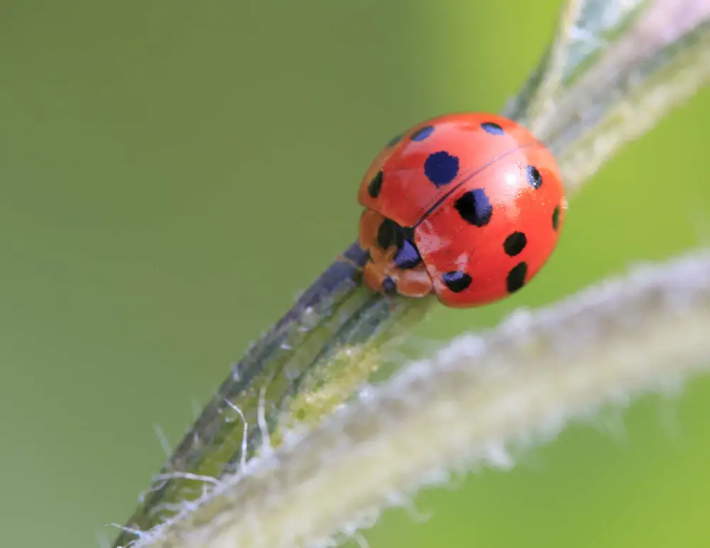 Diet What Do Ladybugs Eat?