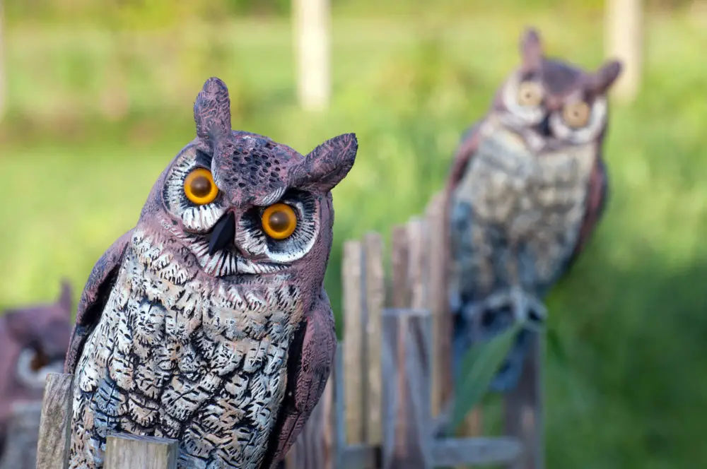 Do Fake Owls Actually Work to Keep Pests Away?