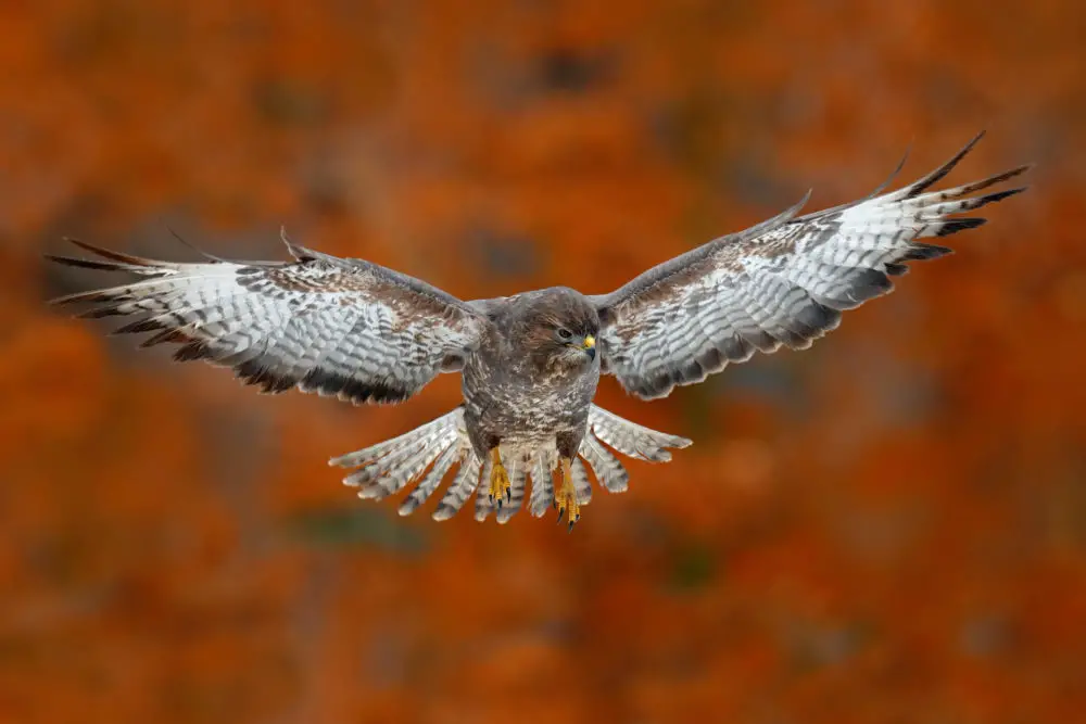 Fake Owls Can Work on Hawks