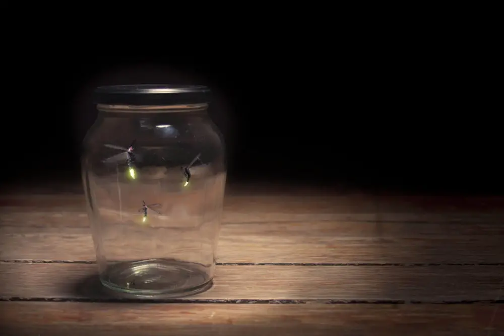 How Can You See Fireflies?