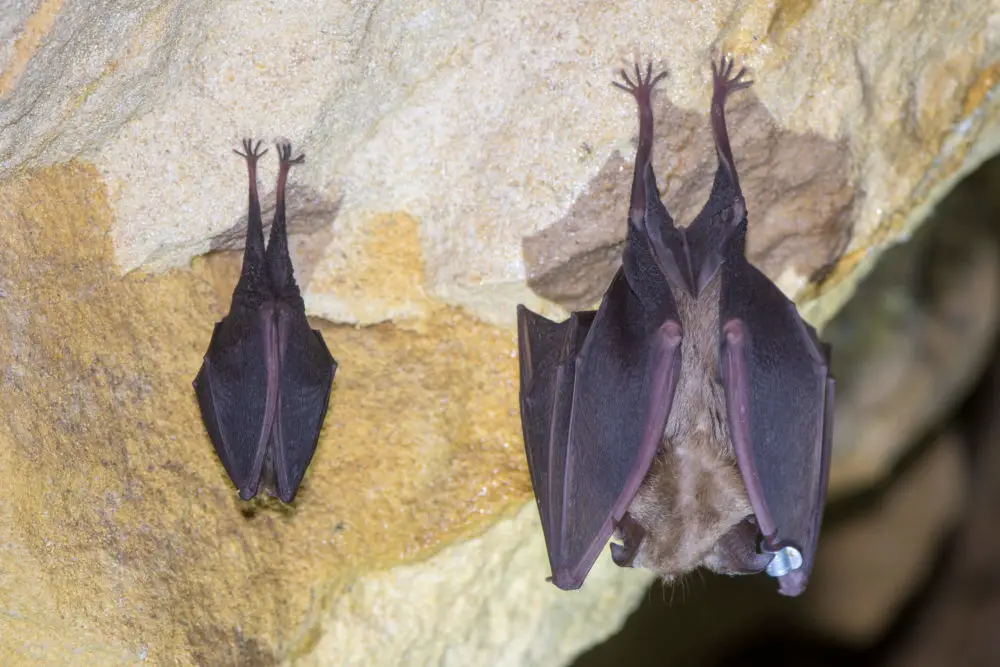 How Do Bats Hang Upside Down Without Falling?