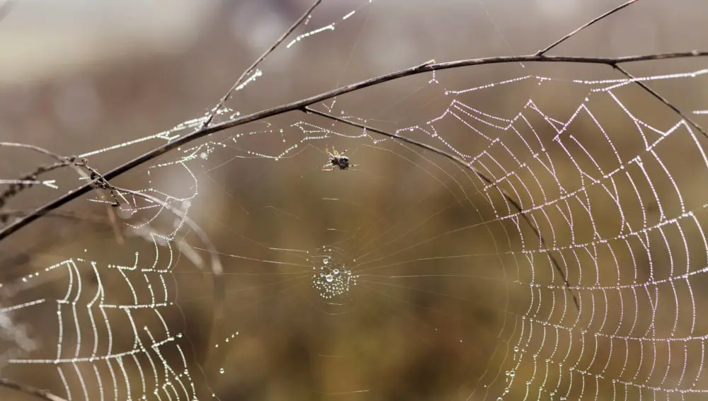 How Do Spiders Survive Winter Without Hibernating?