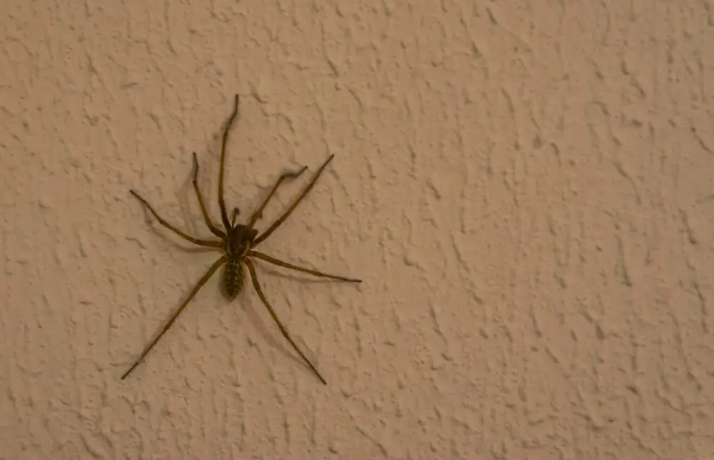 How Long Do Spiders Live? Spider Lifespan In Your Home