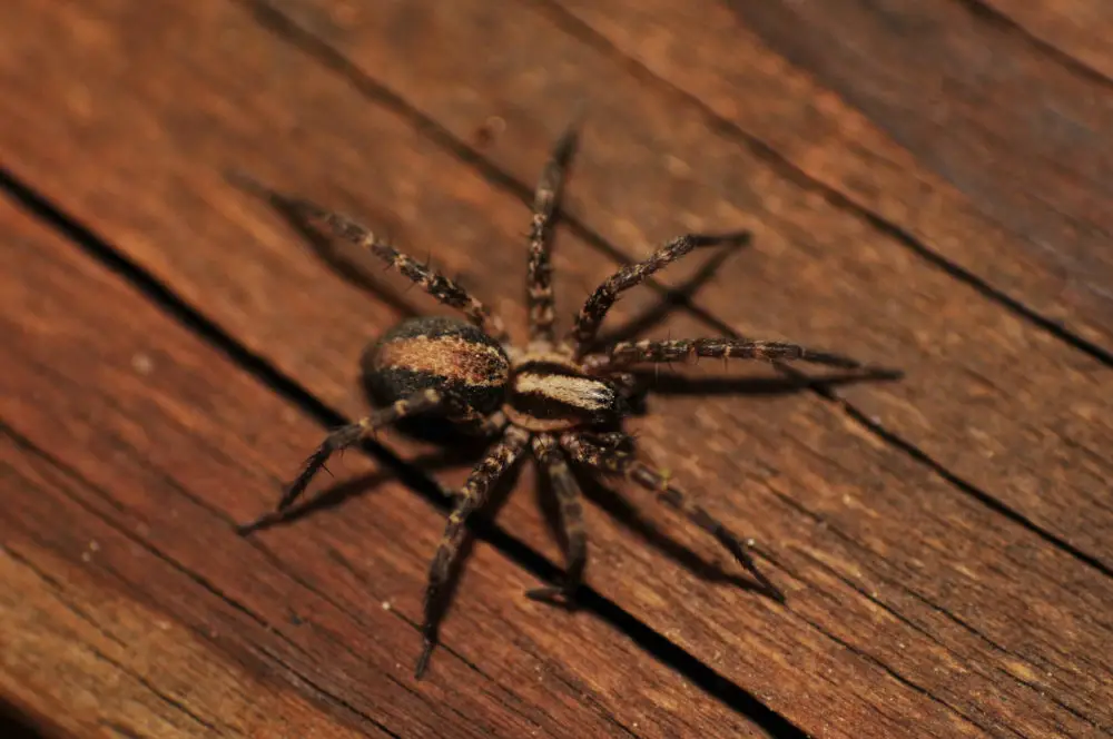 How to Eradicate Spiders During the Winter?