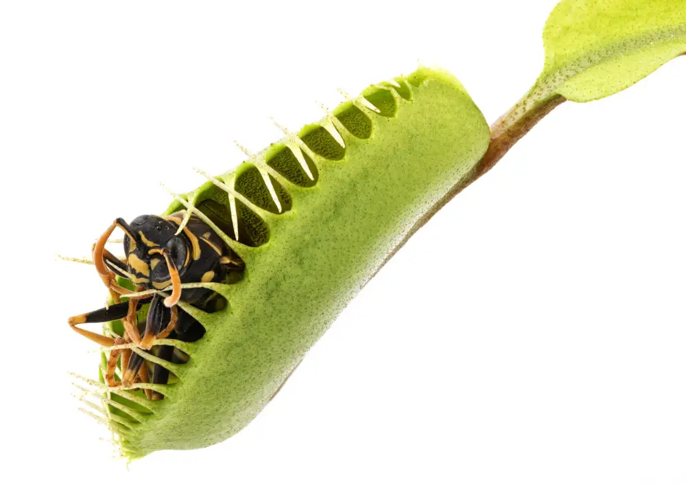 Flytrap plant with hornet