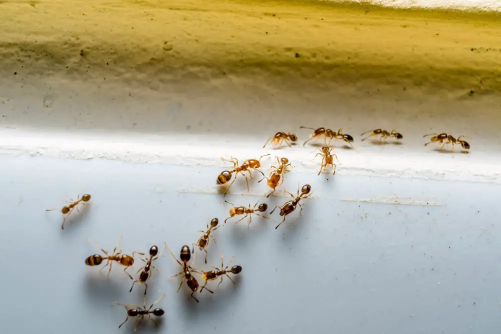 How to Keep Ants Away from Your Basement or Attic