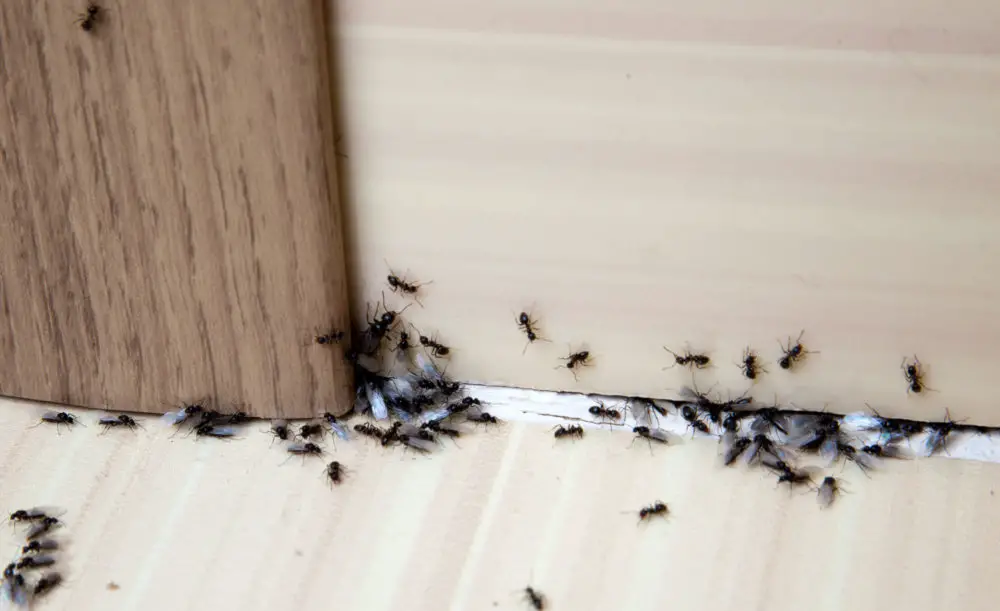 How to Keep Ants Away from Your Bedrooms