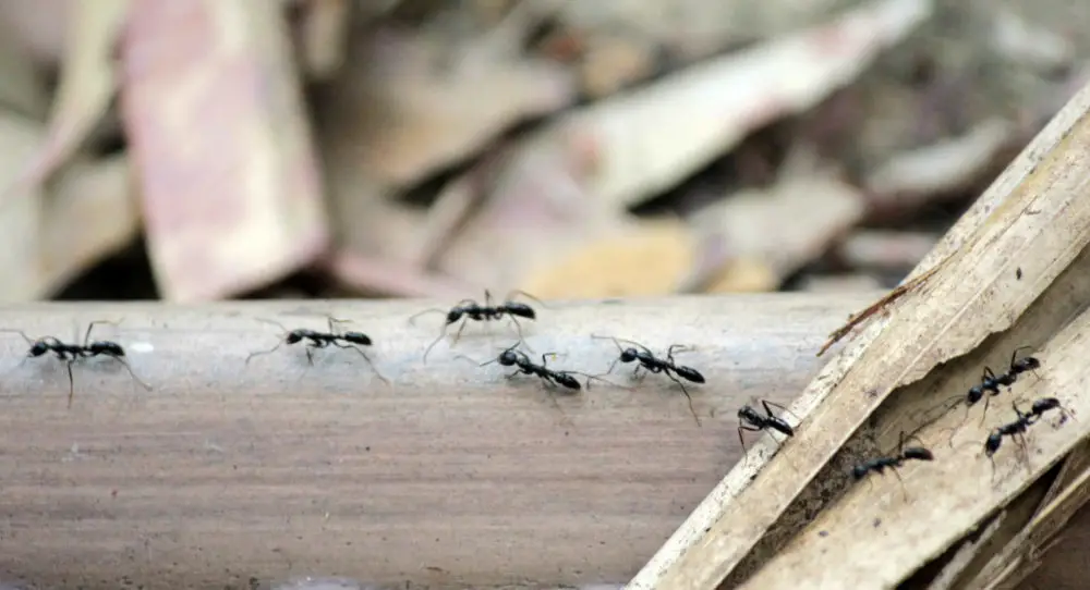 How to Keep Ants Away from Your Garage-Shed