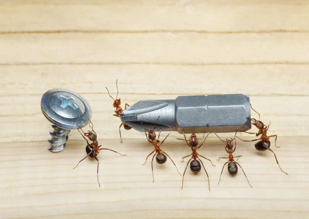 How to Keep Ants Away from Your Living Room