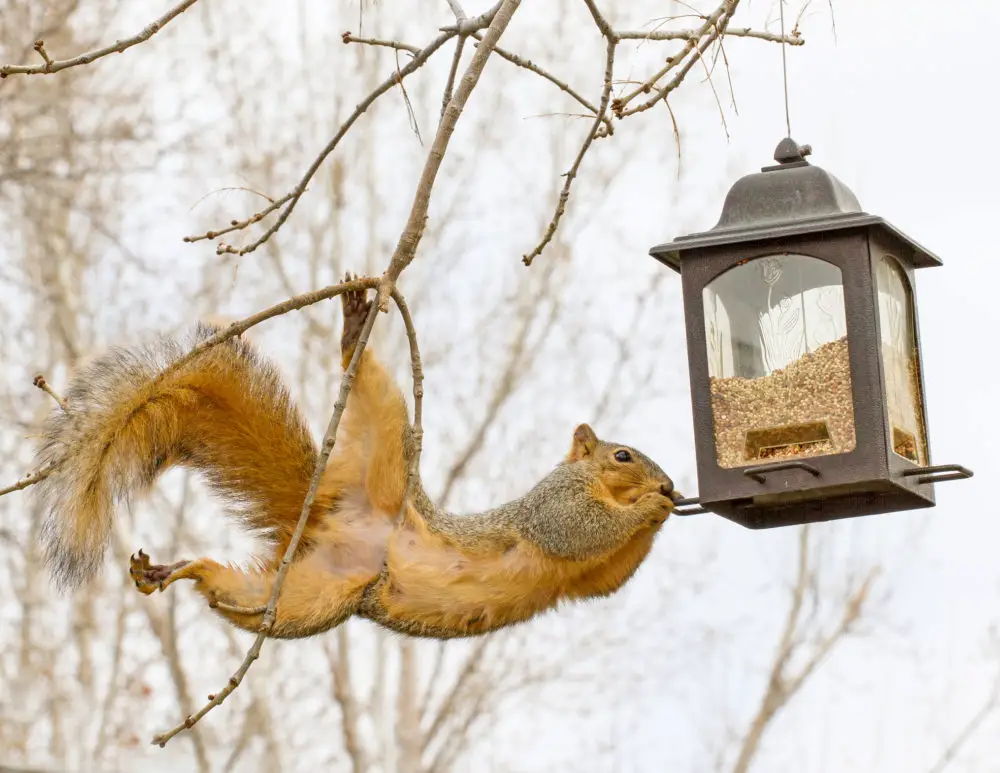 How To Keep Squirrels Off of Bird Feeders