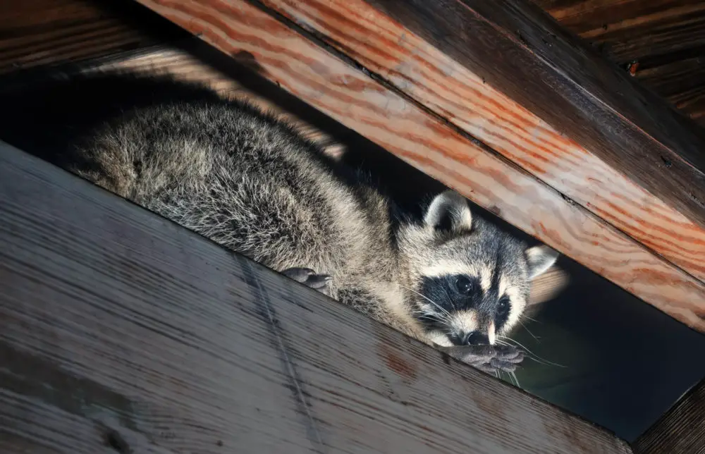 Identifying Raccoons Nests Footprints Droppings
