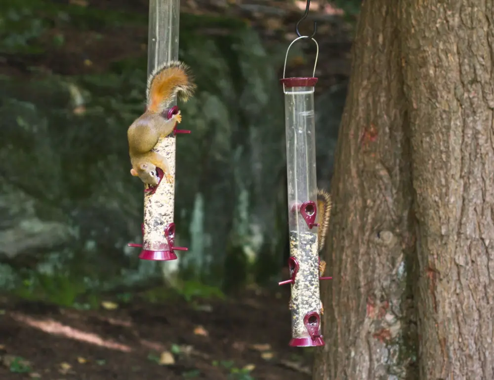 If You Have a Hanging Bird Feeder