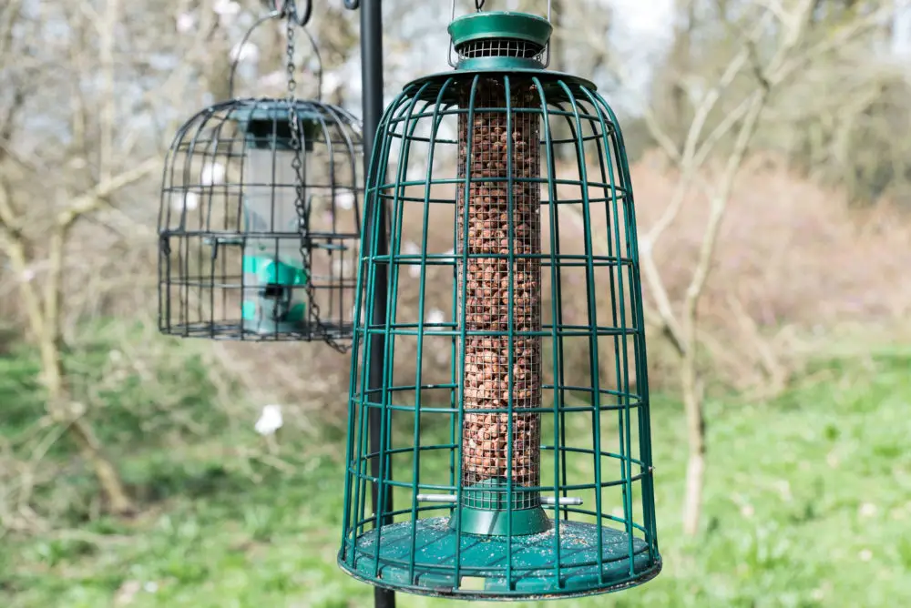 Is It Time to Upgrade Your Bird Feeder