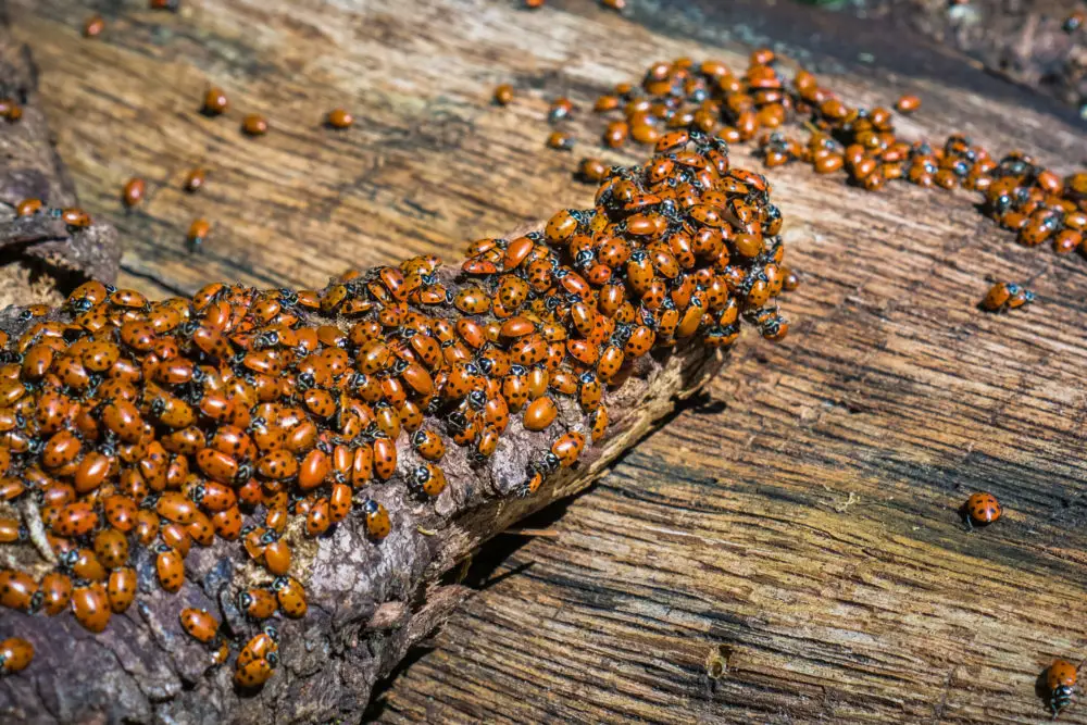 Ladybug Infestations