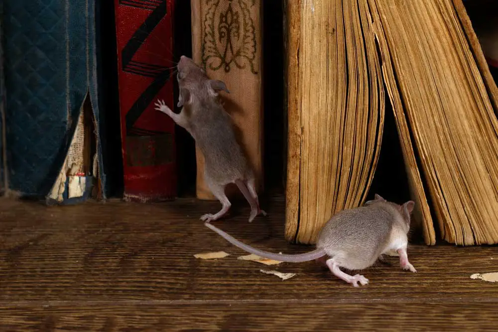Mice Are Scared Of Distress Noises