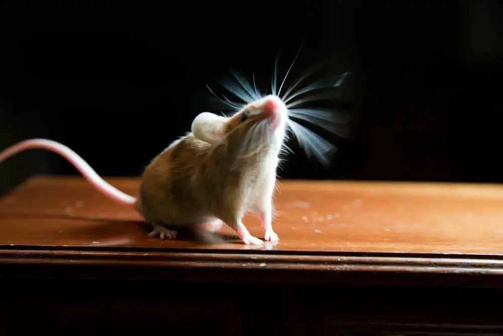 Mice Are Scared Of Ultrasonic Sounds