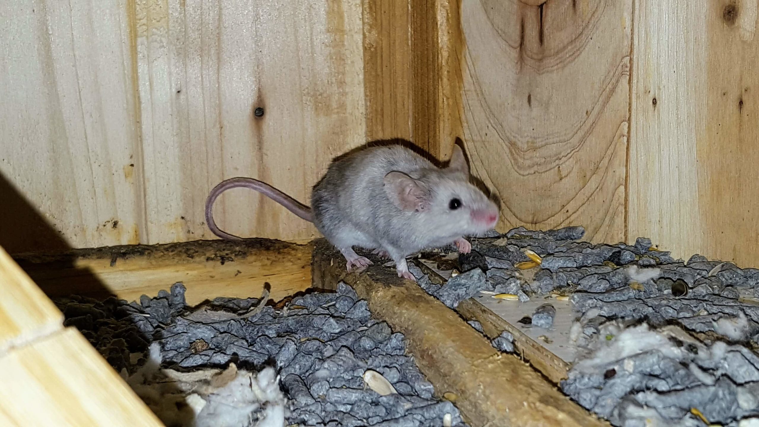 Mythbusting What Mice Are Actually Scared Of