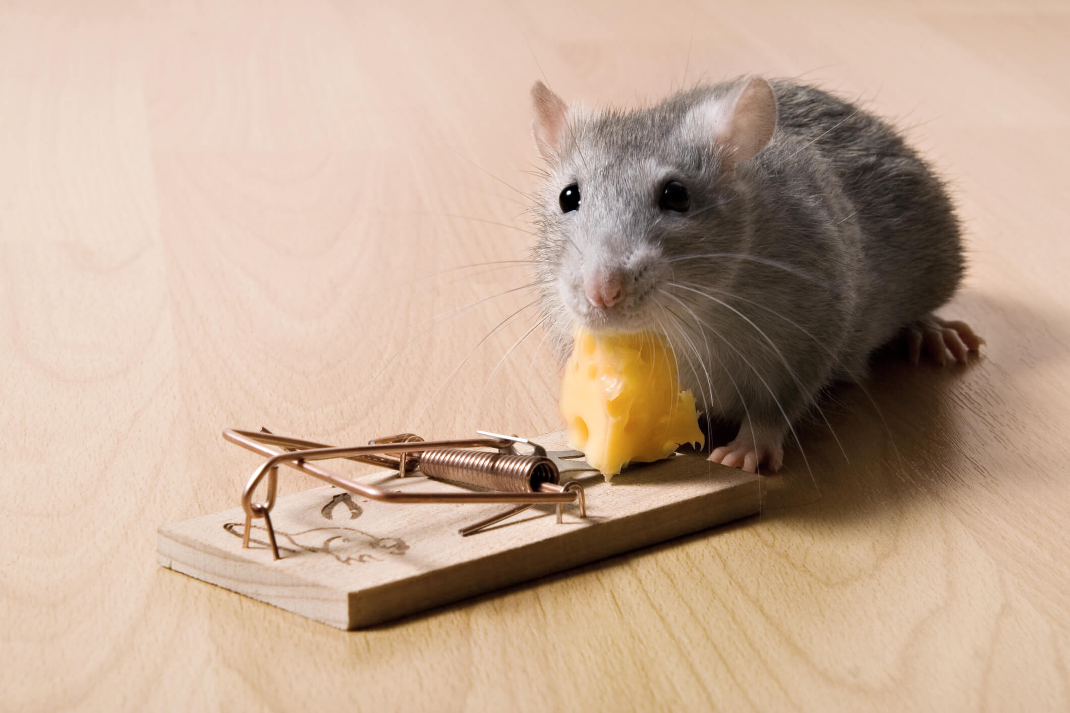 Rat Control Products