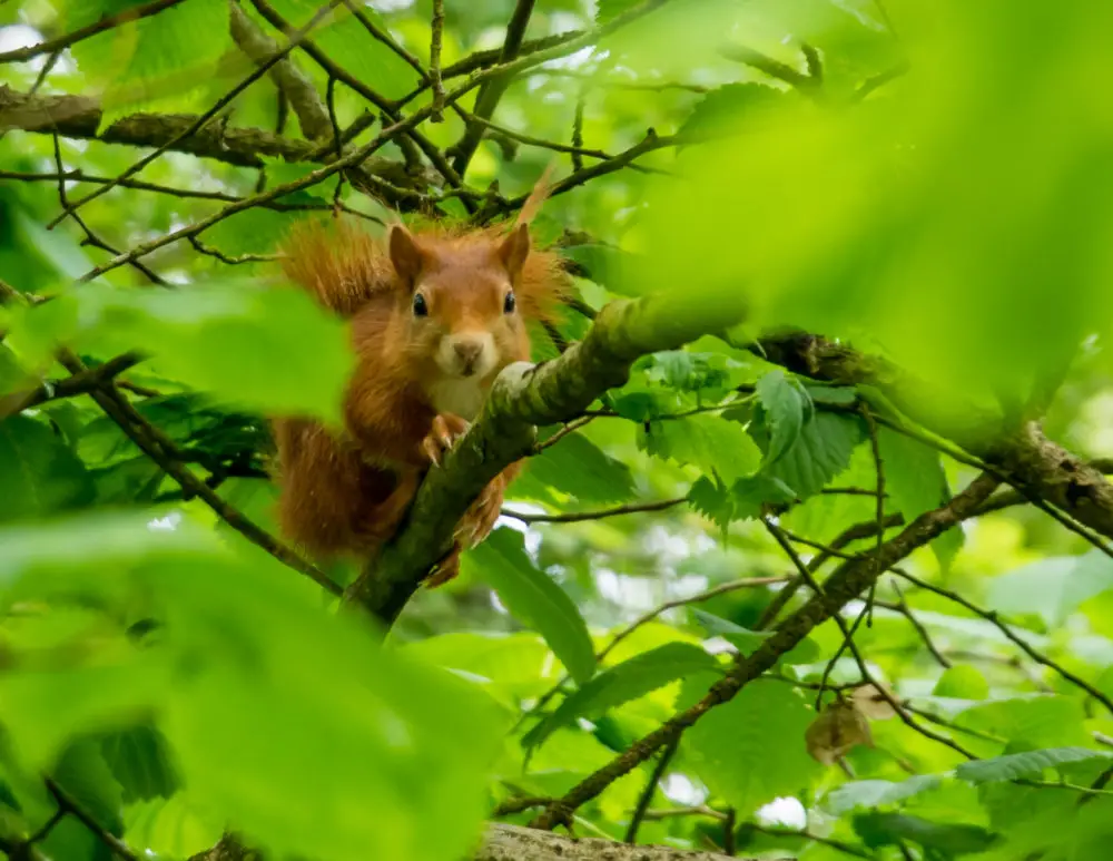 Squirrel-Proofing Your Garden