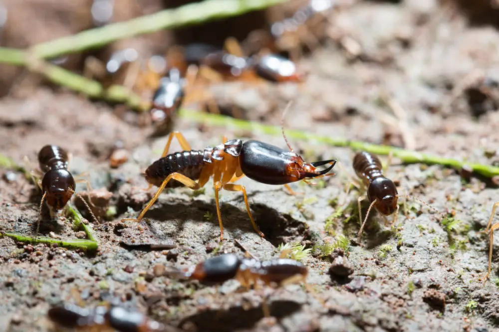 Termites are Wood-boring Insects