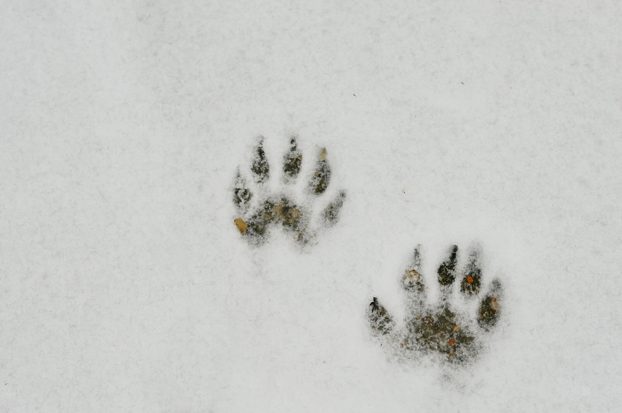 The Tell-Tale Signs of Raccoons Footprints