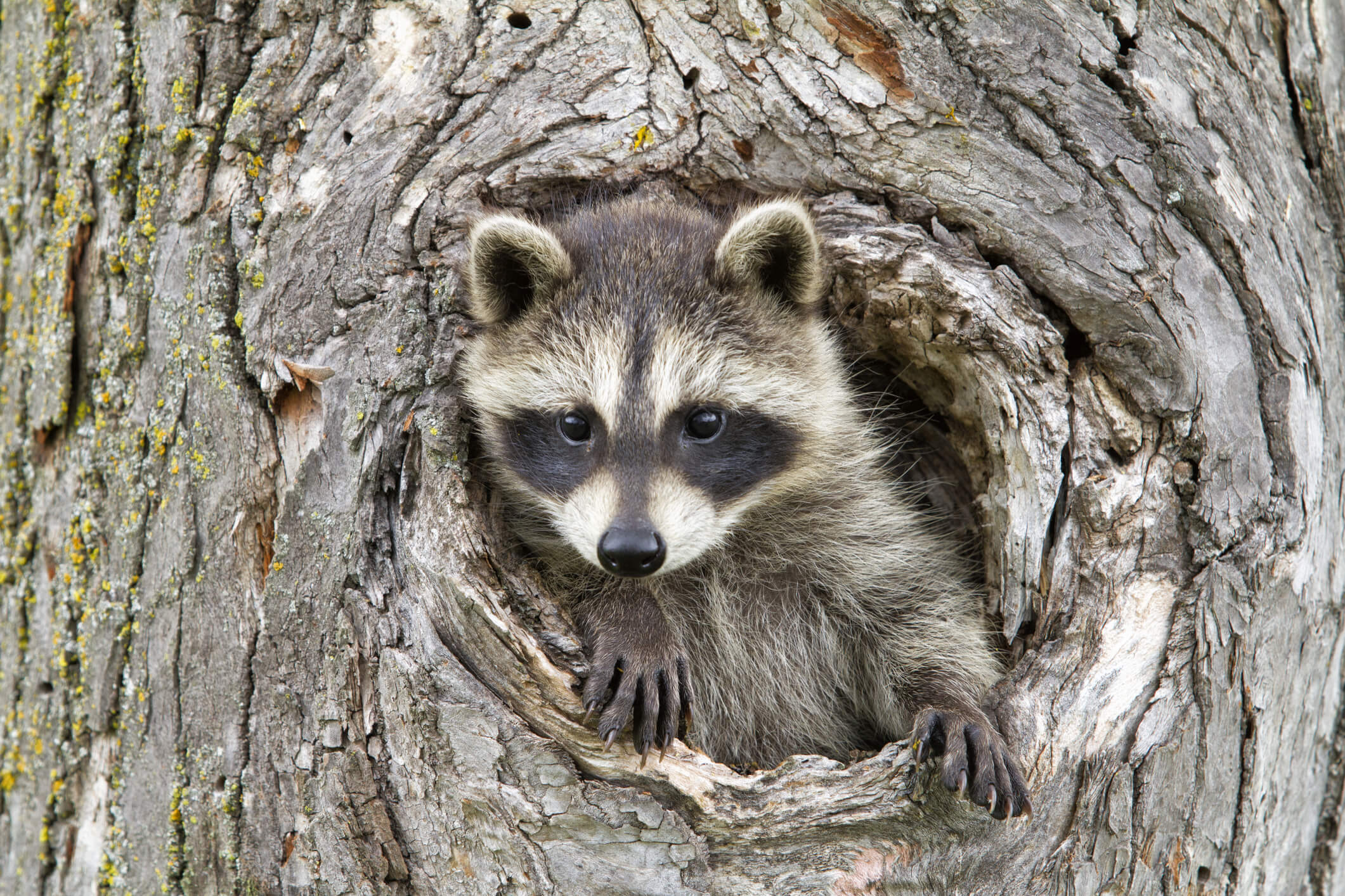 The Tell-Tale Signs of Raccoons Nests and Dens