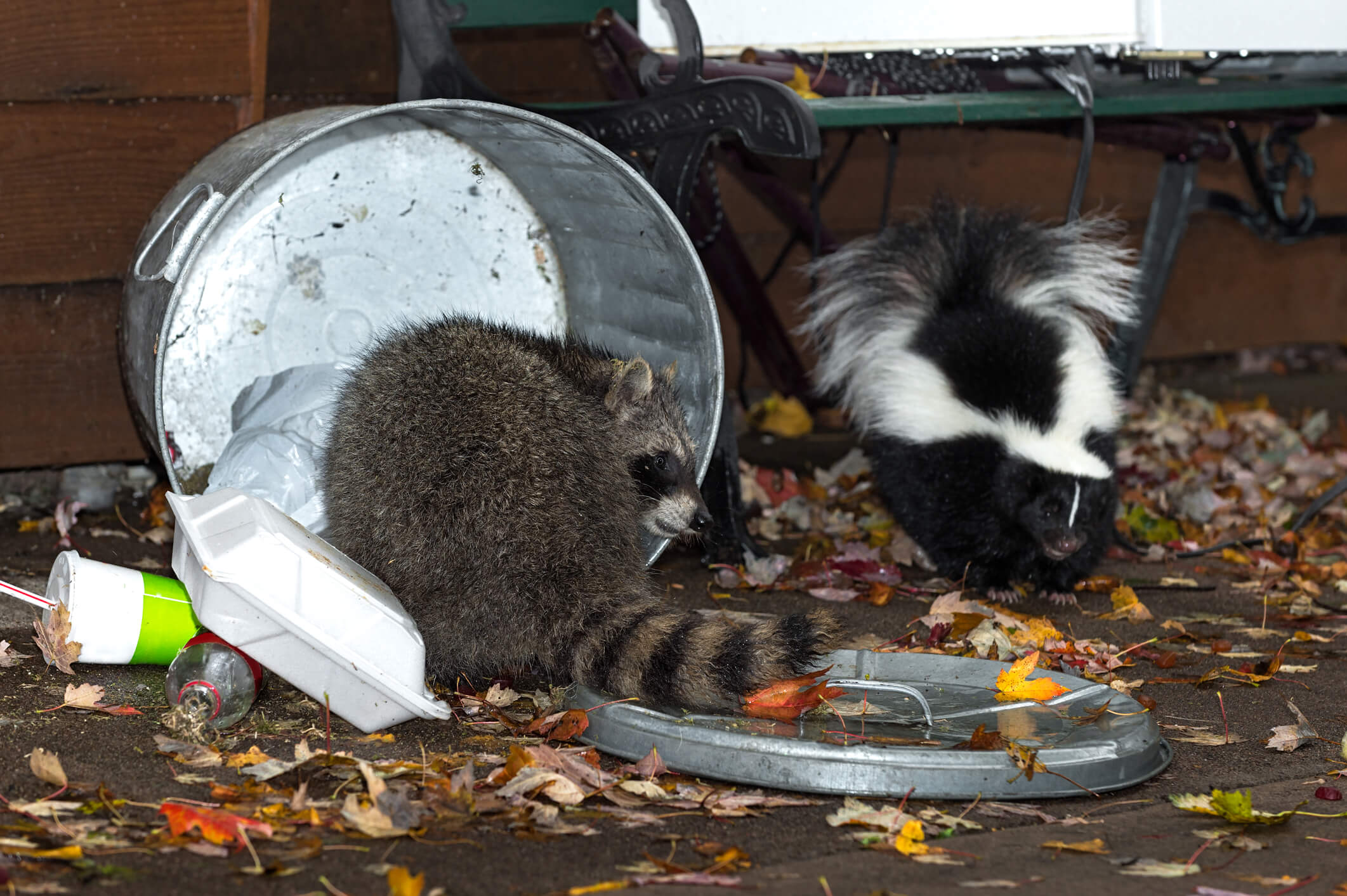The Tell-Tale Signs of Raccoons Toppled Garbage Cans