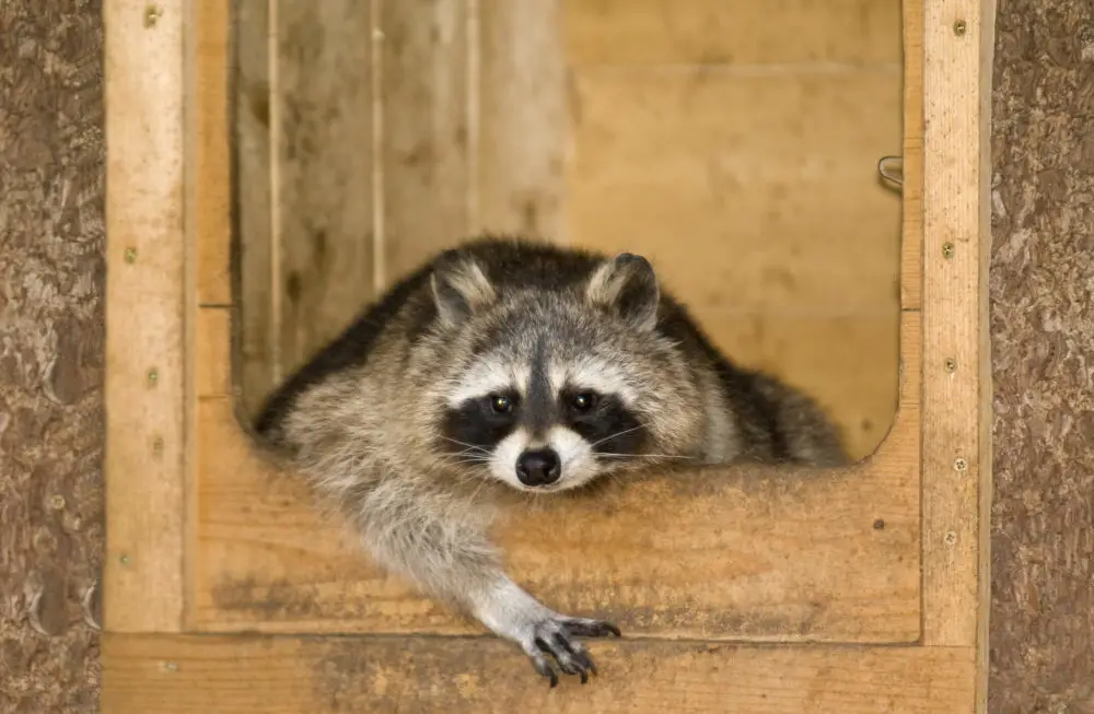 What Are the Problems of Having Raccoons as Pets?
