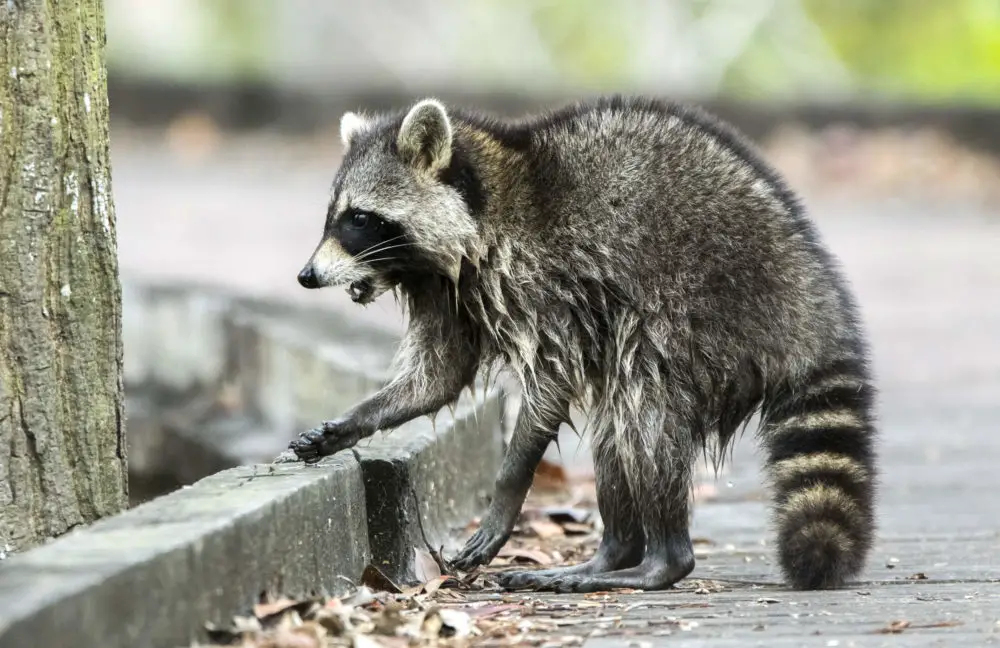 What Are the Signs of a Sick Raccoon?