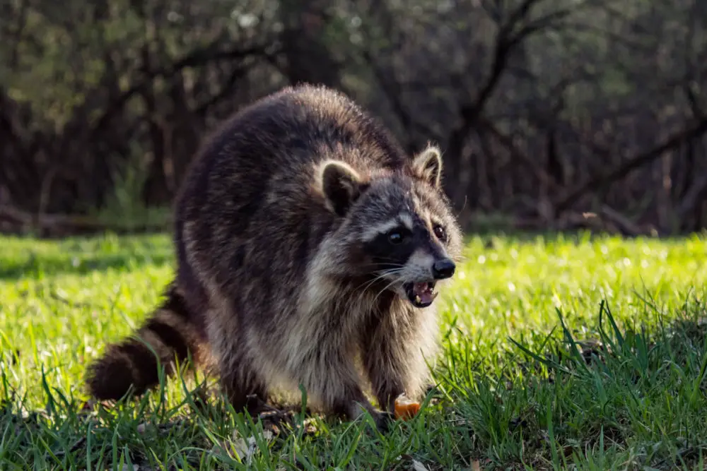 What Does A Raccoon Sound Like?