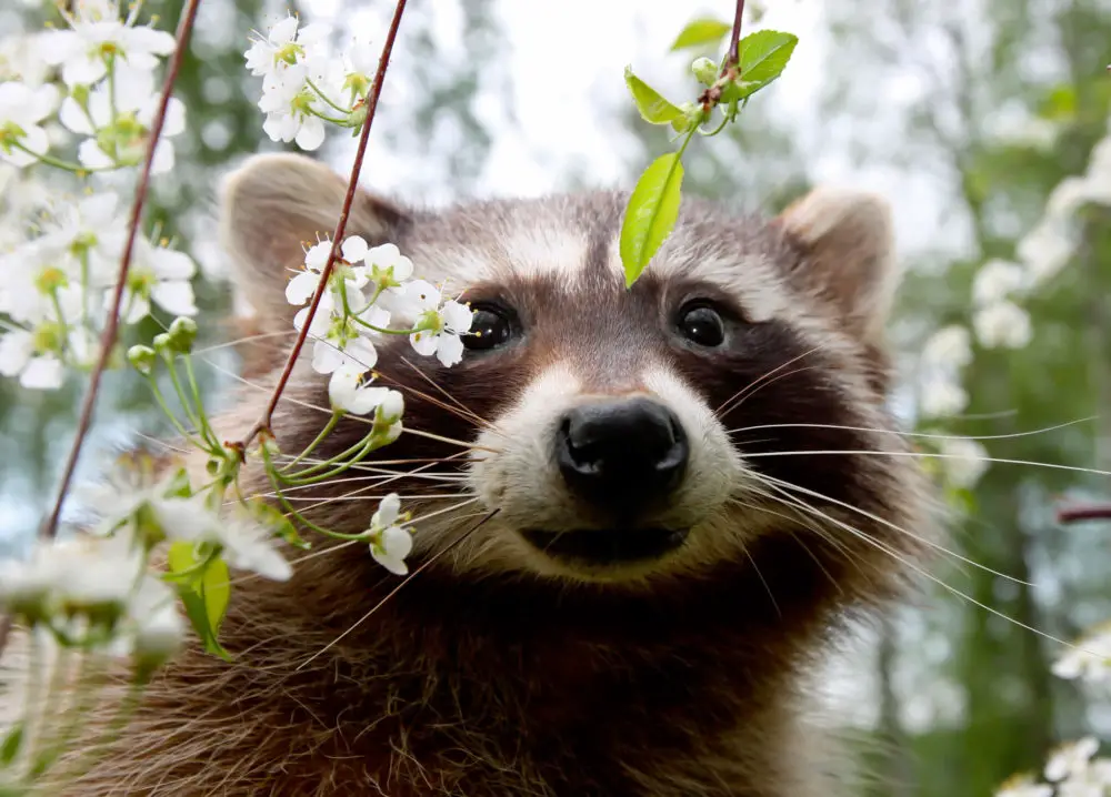 What Does It Mean If A Raccoon Is Out During The Day?