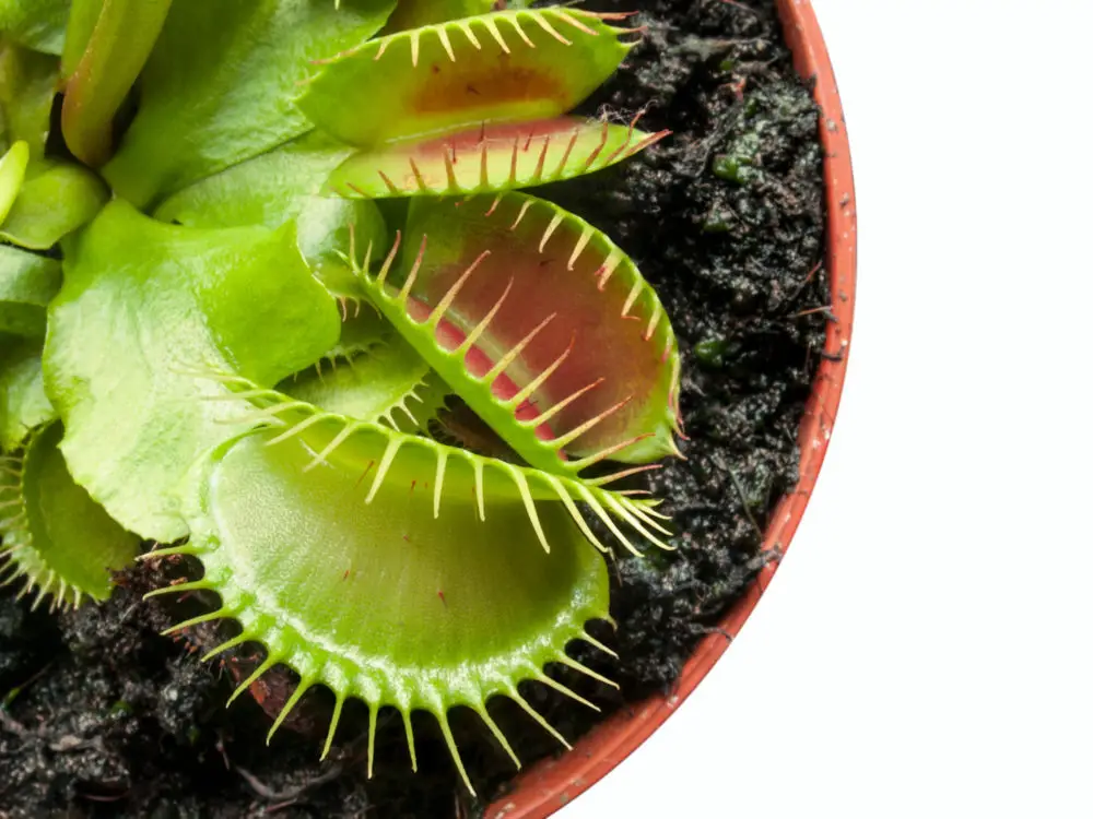 Venus flytraps in pot