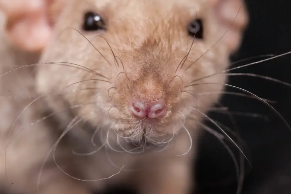What Sounds Do Rodents Make?