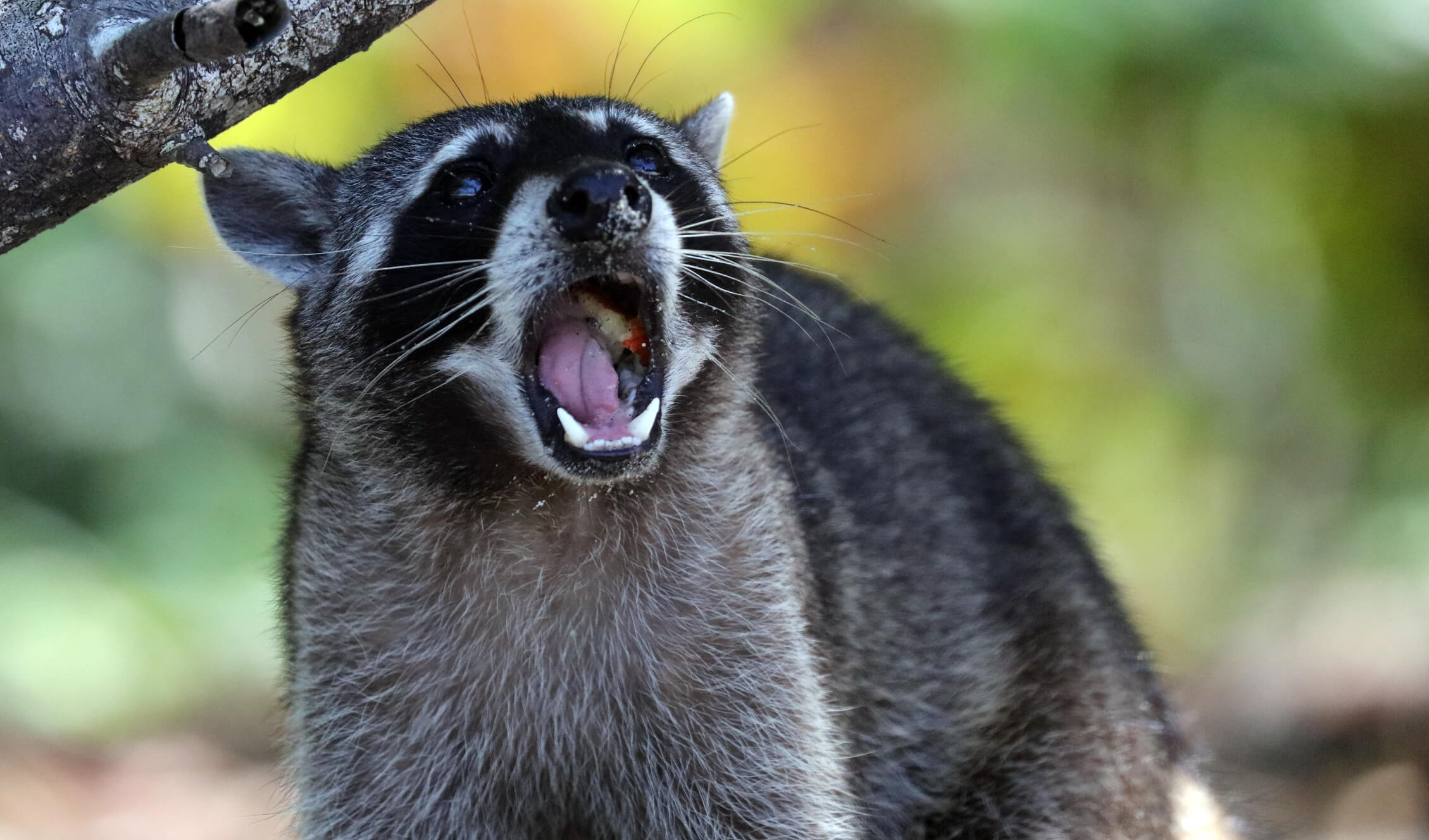 What to Do If a Raccoon Attacks You