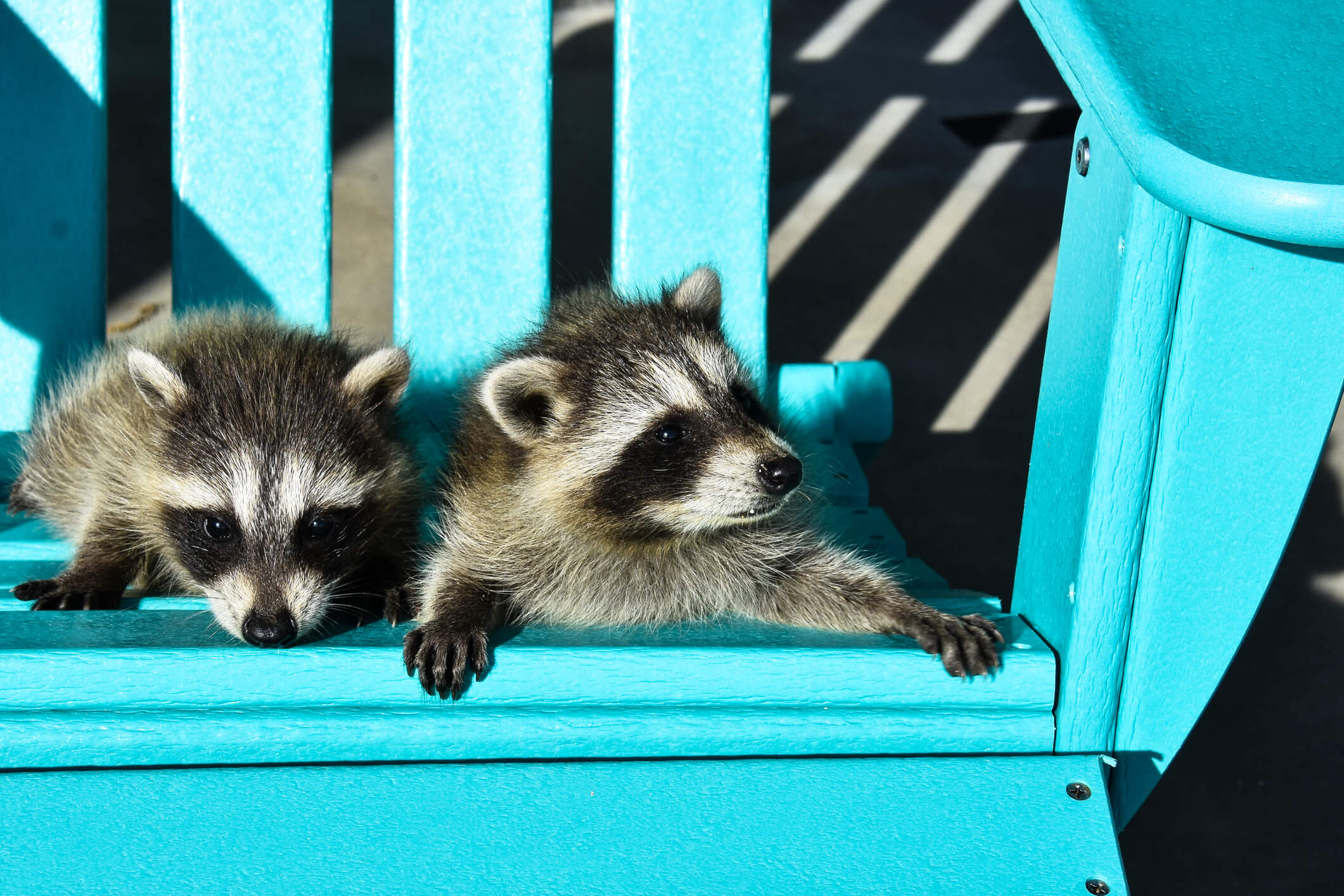 What to Do When You See a Raccoon Out During the Day?