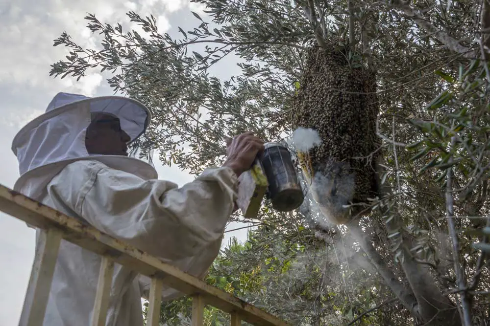 When Should You Call a Professional Beekeeper?
