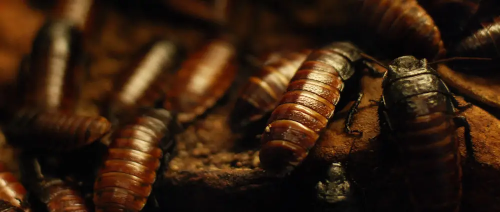 Why Are Cockroaches So Hard To Kill? What Can They Survive?