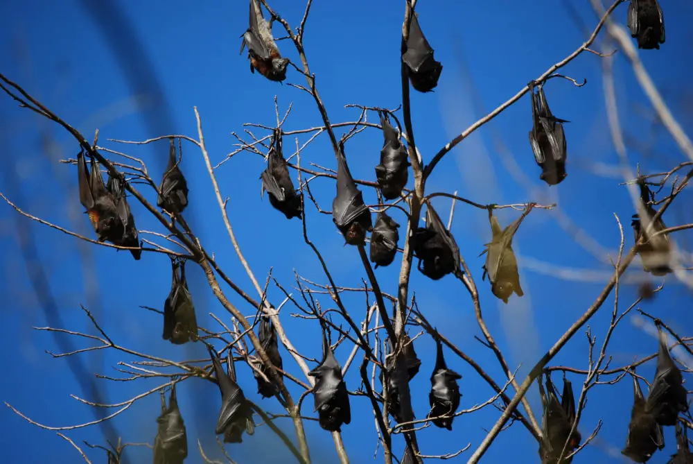 Why Do Bats Hang Upside Down To Sleep?