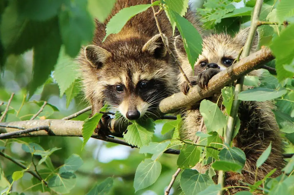 Why Were Raccoons Never Domesticated?