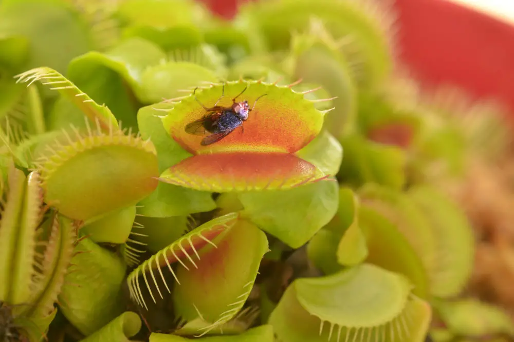 Venus flytrap with fly 