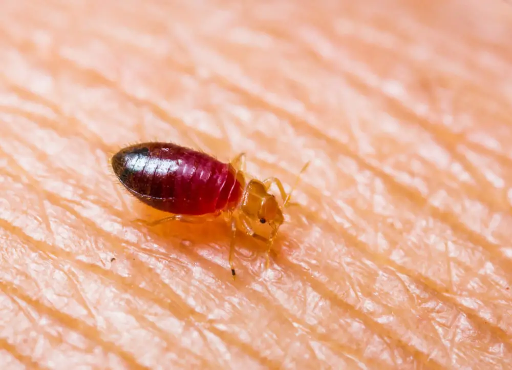 Are Bed Bugs Dangerous?