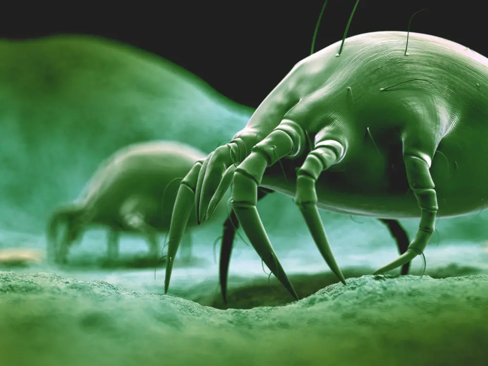 Are Dust Mites Dangerous?