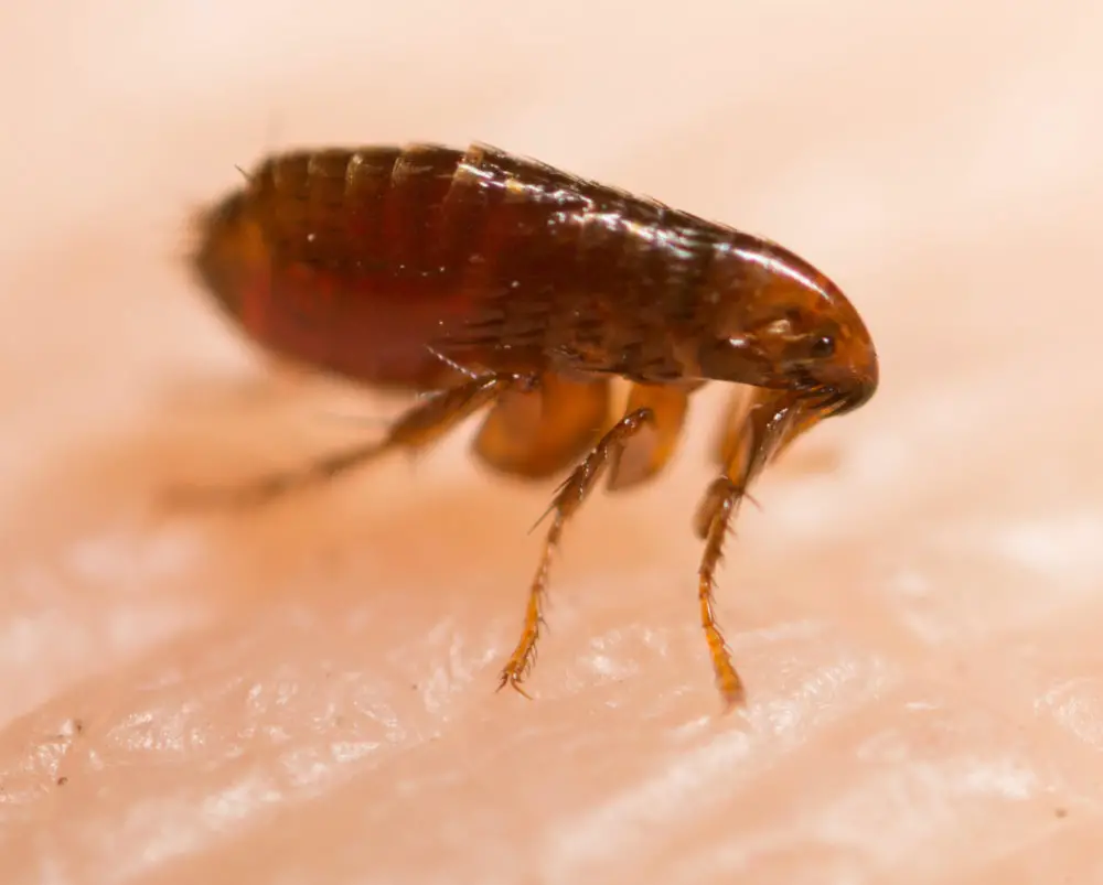 Are Fleas Attracted to Heat?