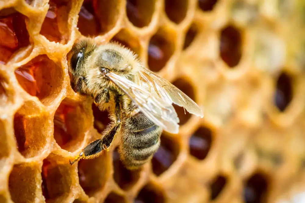 Can Bees Predict Rain?