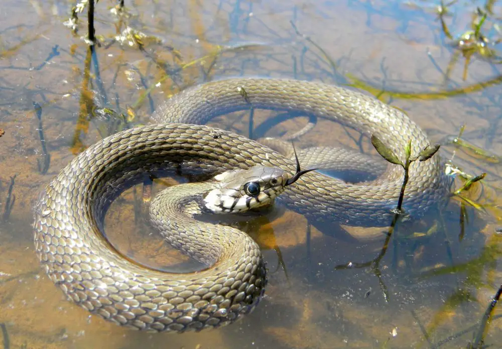 Can Snakes Bite You Underwater?